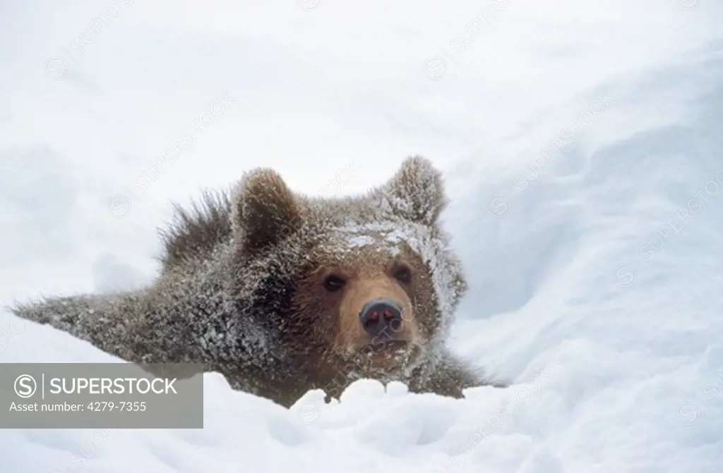 brown bear in snow, Ursus arctos