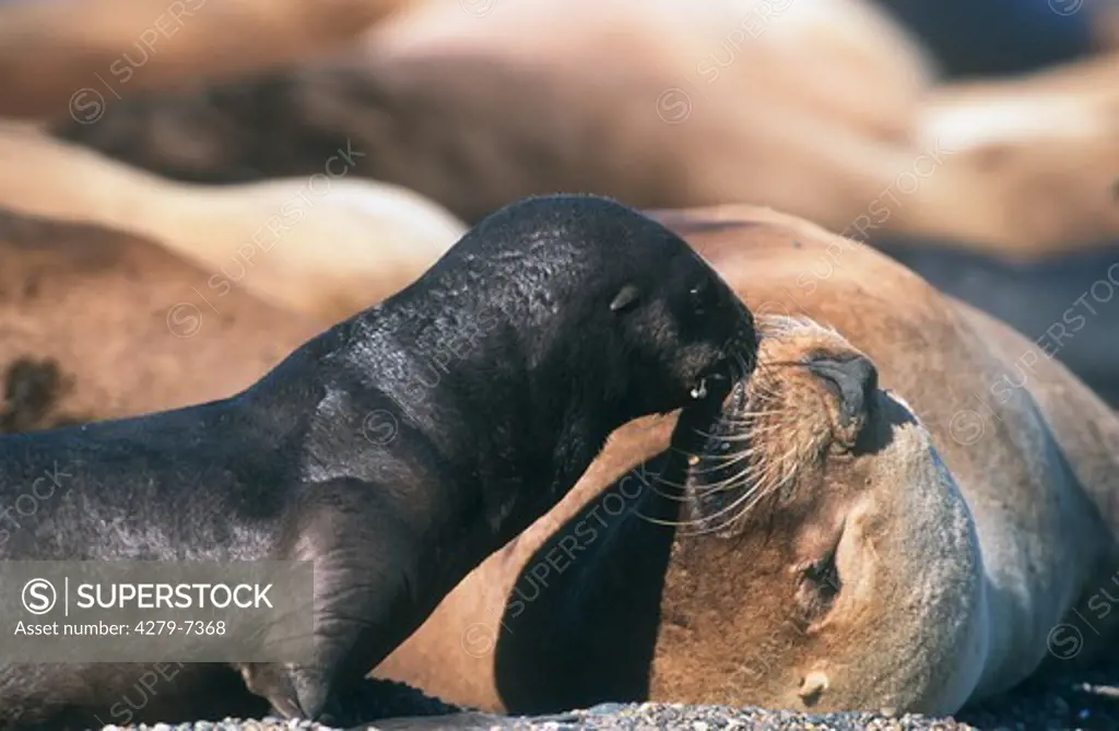 young South American sea lion with mother, Otaria flavescens