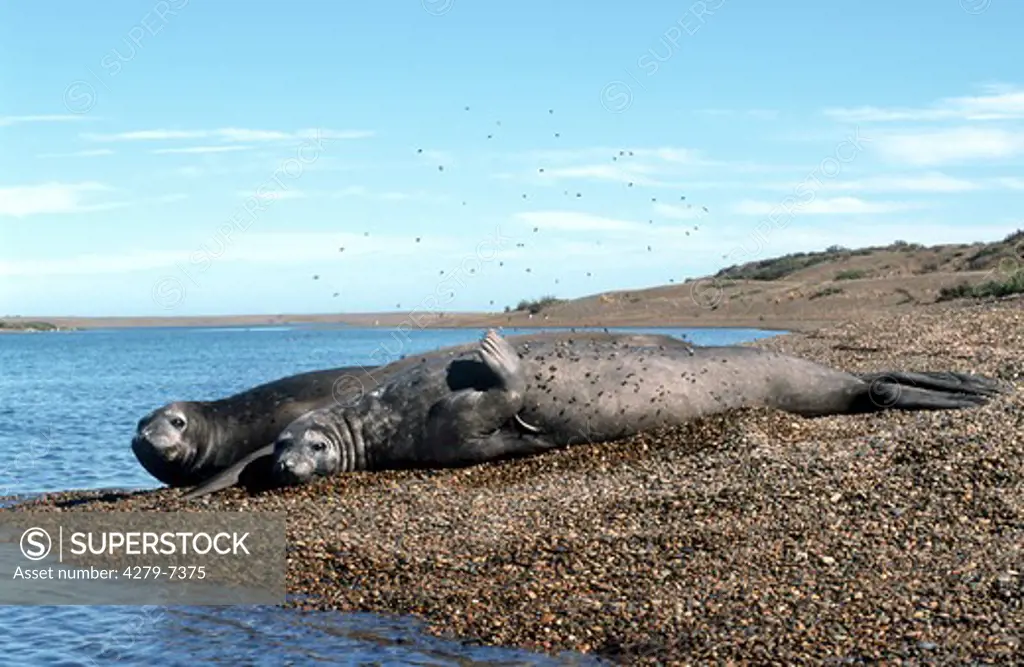 two southern elephant seals - lying, Mirounga leonina
