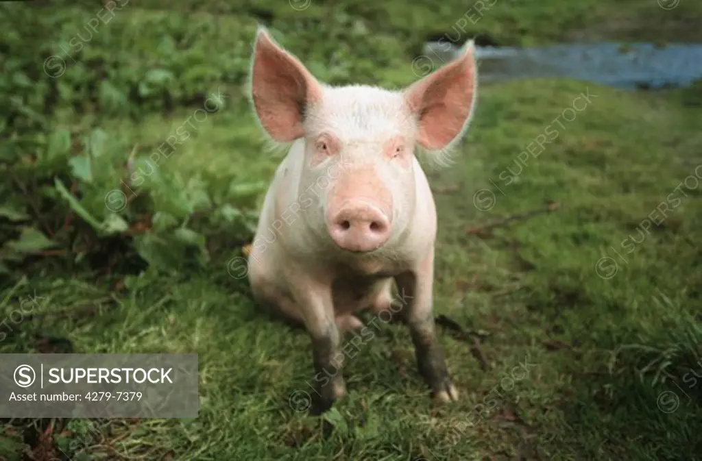 domestic pig - sitting on meadow