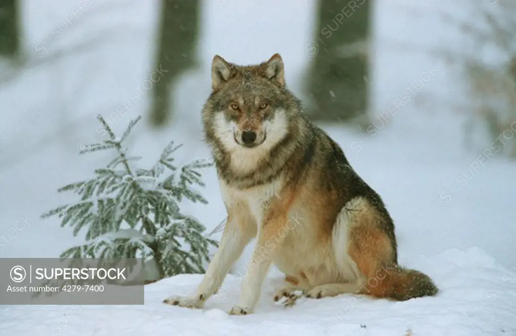 gray wolf - sitting in snow, Canis lupus