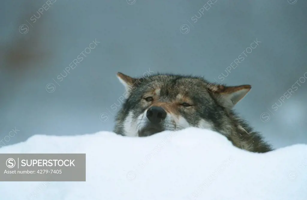 gray wolf - in snow, Canis lupus