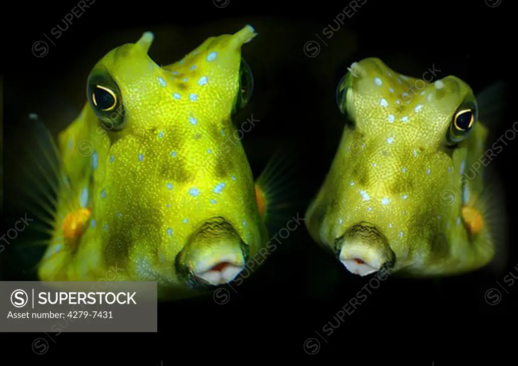 two boxfishes, Ostraciidae
