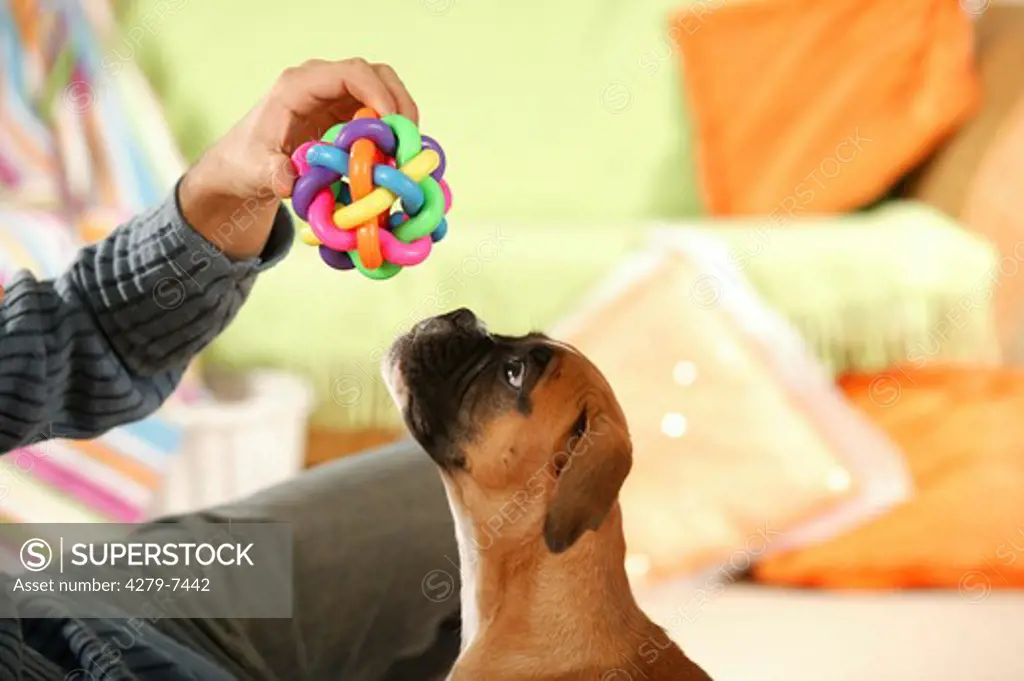 man playing with Boxer puppy