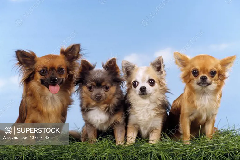 four chihuahuas sitting in grass