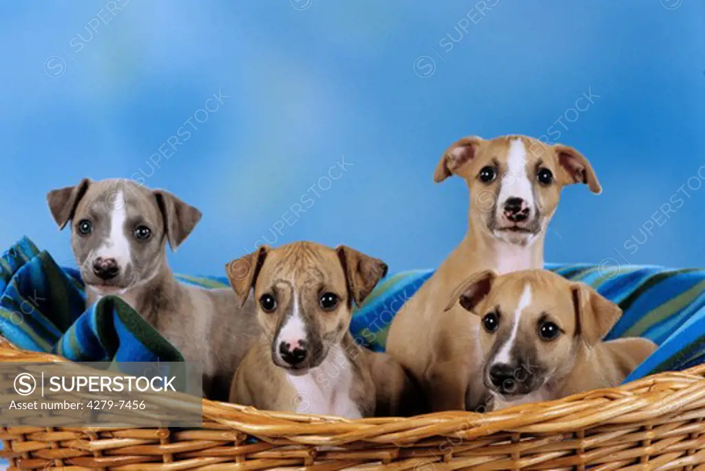four whippet puppies in a dog-basket