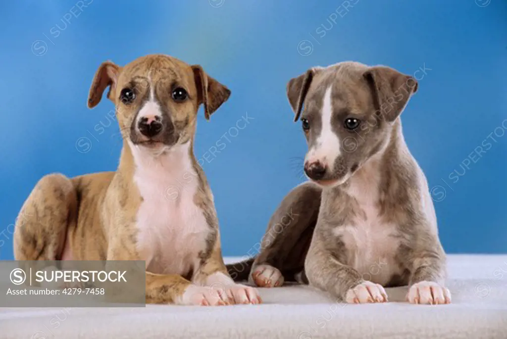 two whippet puppies