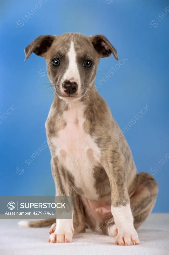 whippet puppy sitting frontal