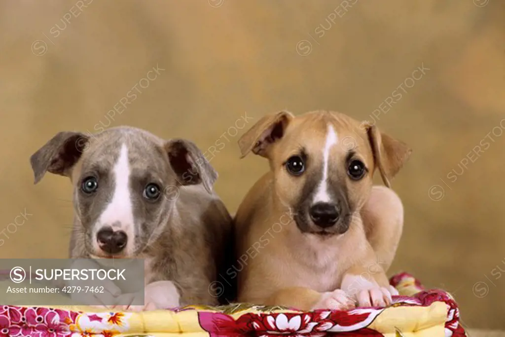 two whippet puppies lying on dog-pillow