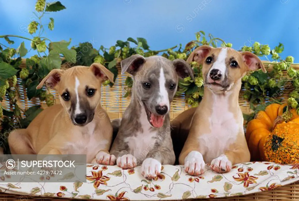 three whippet puppies lying on a bank