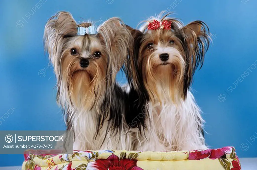 two yorkshire terrier sitting on a pillow
