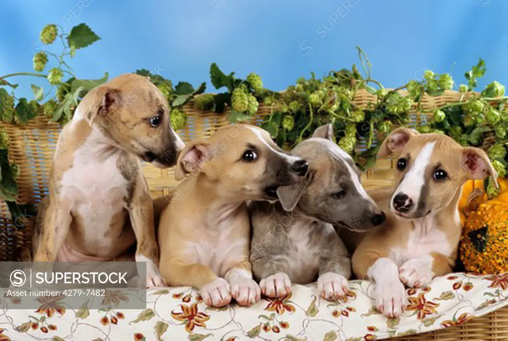 four whippet puppies lying on a bank - one biting another in its ear