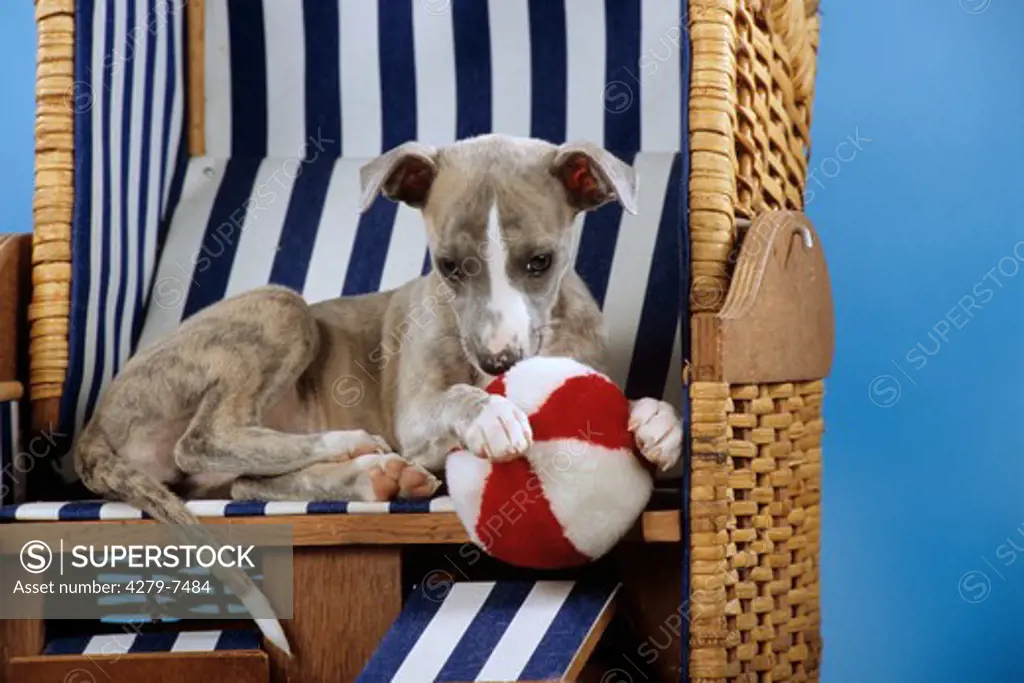 whippet puppy lying with a ball in a beach chair