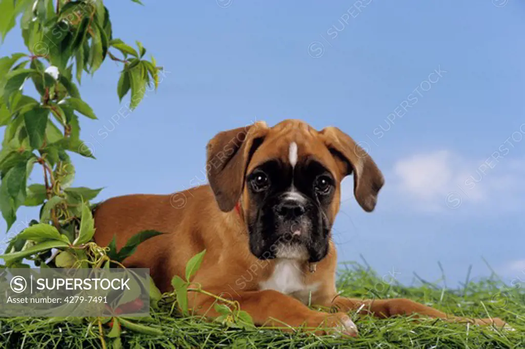 boxer puppy lying on meadow