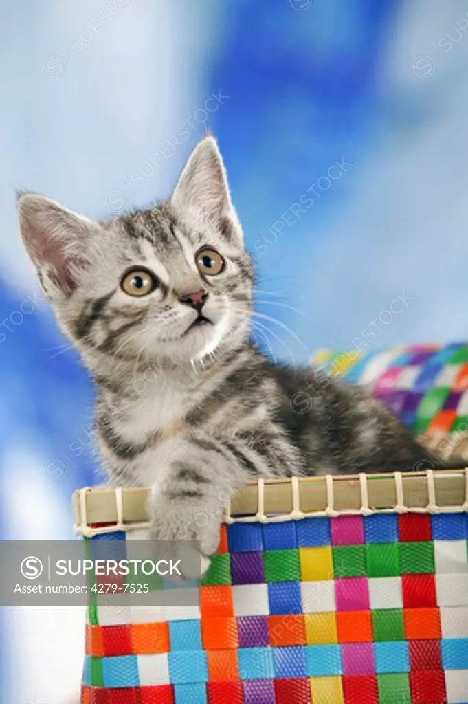 British shorthair - kitten in bag