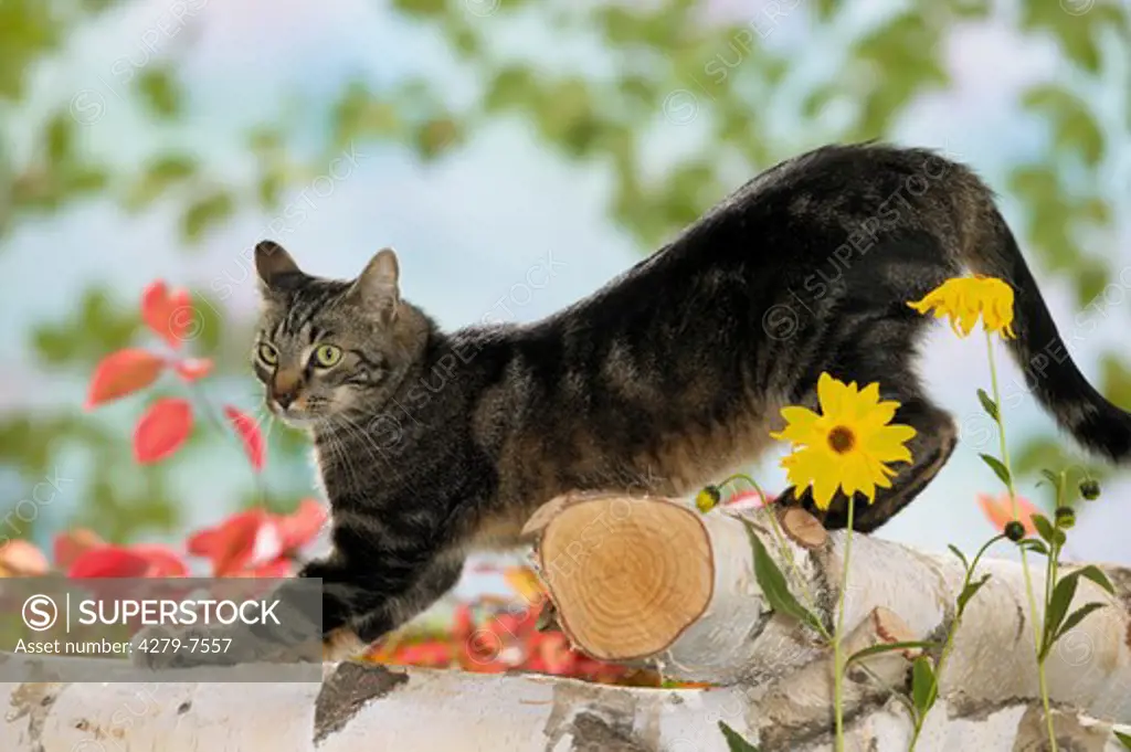 domestic cat - standing on birch trunk