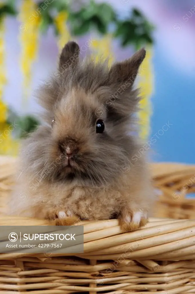 young lionhead rabbit looking out of a basket