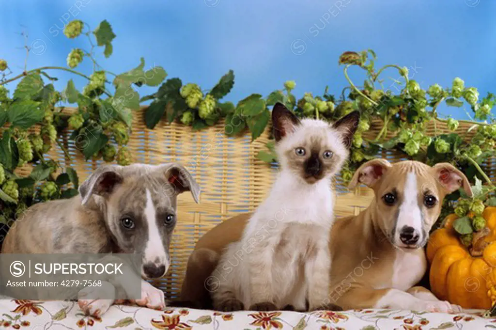 animal-friendship : young Siamese cat between two whippet puppies
