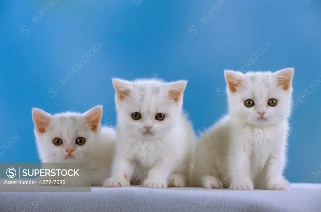 three British shorthair - kitten sitting