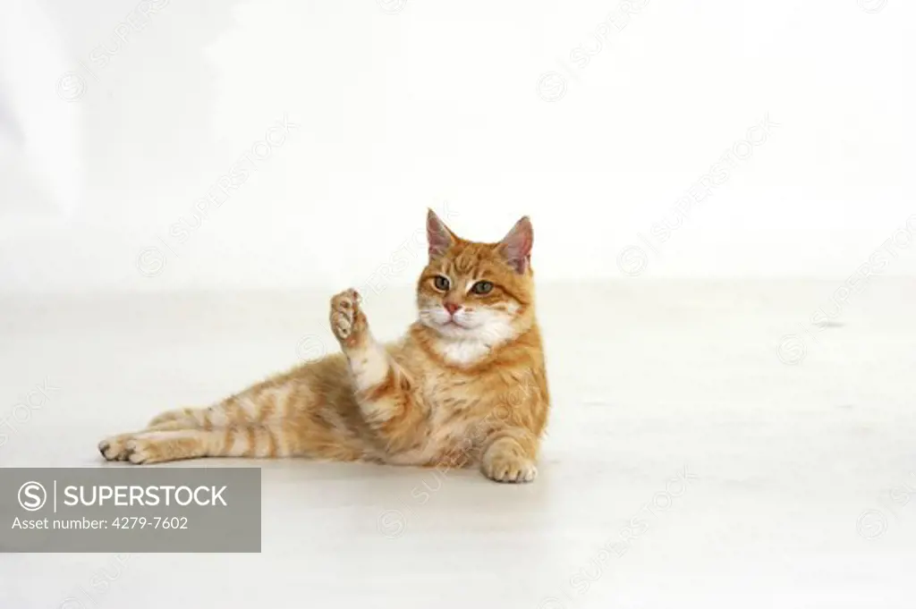 domestic cat - lying - lift paw