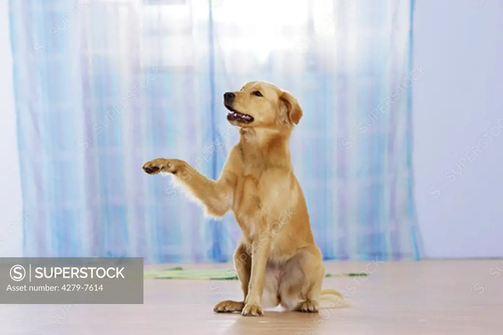 dog - sitting - lift paw