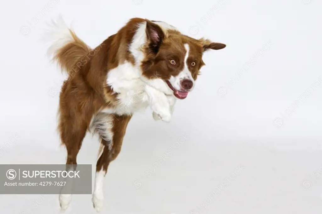 dog - jumping