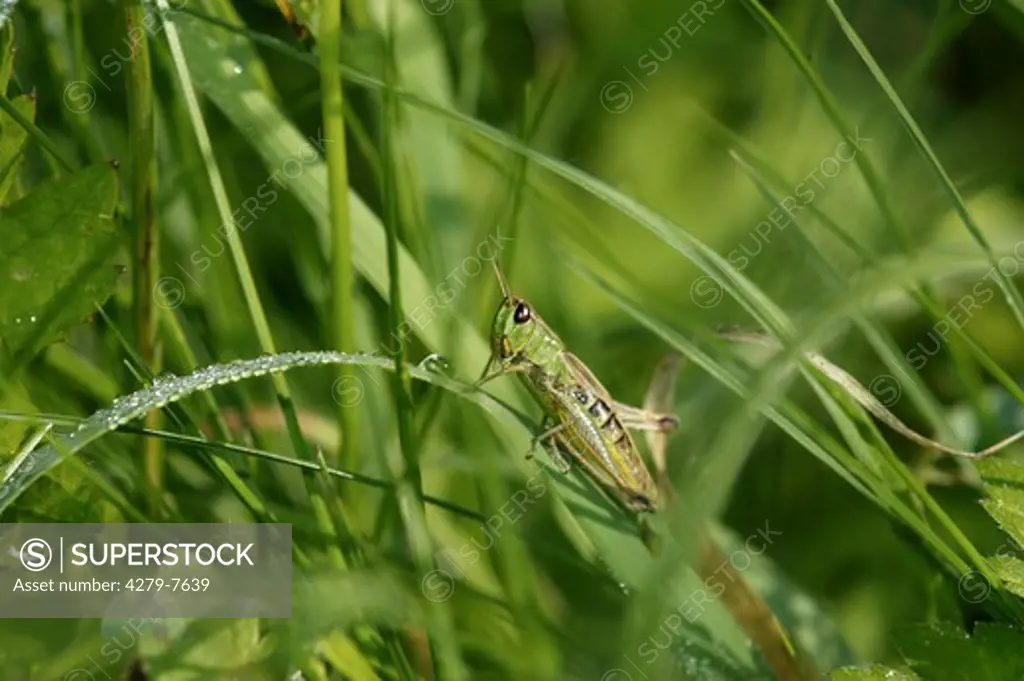 Chorthippus spp., field grasshopper, meadow grasshoper on blade of grass