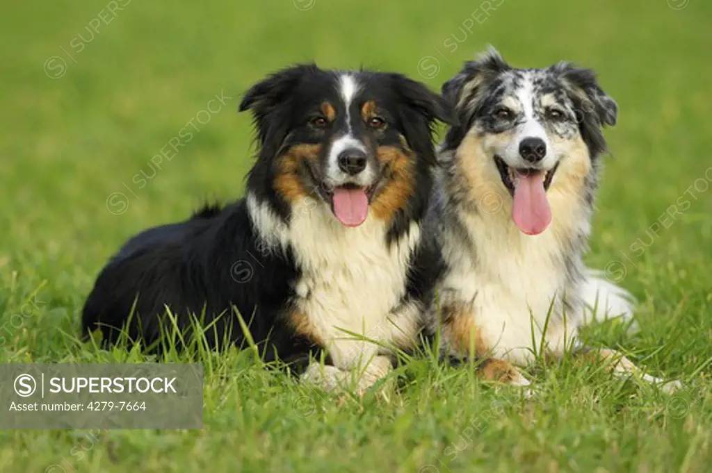 two dogs - lying on meadow