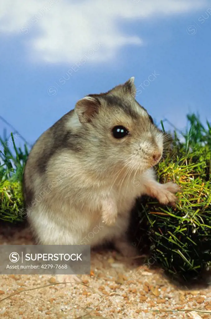 Phodopus sungorus, striped hairy-footed hamster - standing in sand