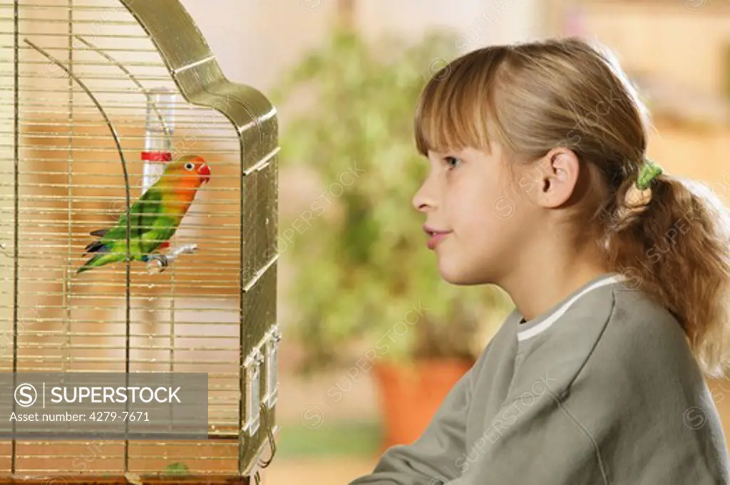 girl in front of cage with Fischer's Lovebird , Agapornis personatus fischeri