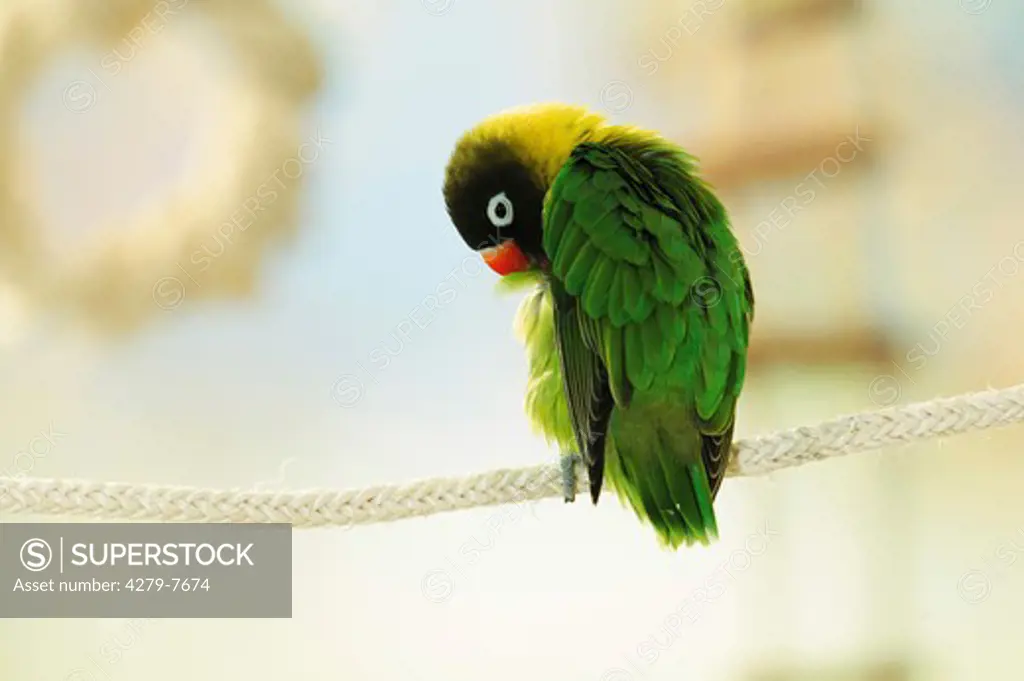 masked lovebird on rope - cleaning itself, Agapornis personatus