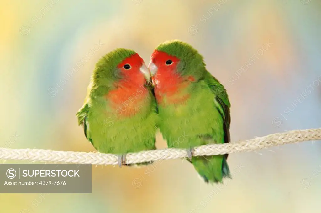 two peach-faced lovebirds on rope - billing, Agapornis roseicollis