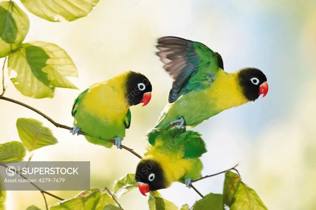 three masked lovebirds on twig , Agapornis personatus