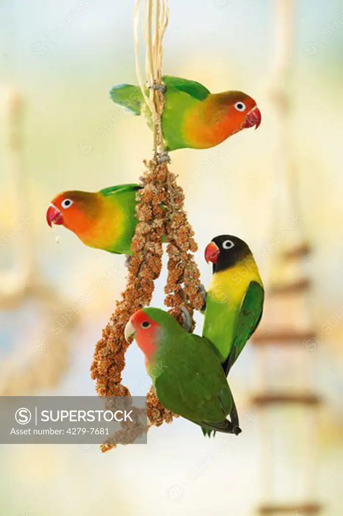 two Fischer's Lovebirds, masked lovebird and peach-faced lovebird at millet spike, Agapornis spezies