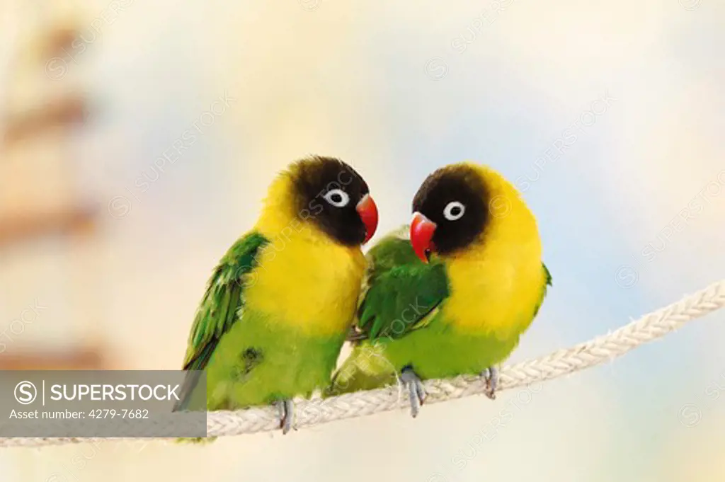 two masked lovebirds on rope, Agapornis personatus