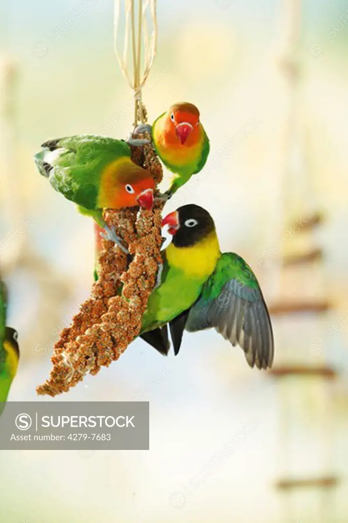 two Fischer's Lovebirds and one masked lovebird at millet spike, Agapornis personatus fischeri + Agapornis personatus