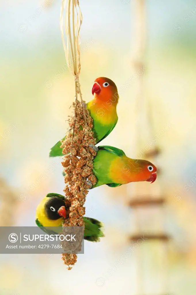 two Fischer's Lovebirds and one masked lovebird at millet spike, Agapornis personatus fischeri + Agapornis personatus
