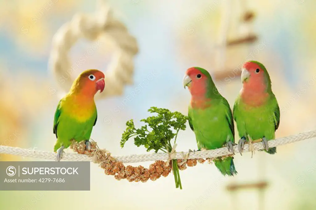 one Fischer's Lovebird and two peach-faced lovebirds on rope, Agapornis personatus fischeri + Agapornis roseicollis