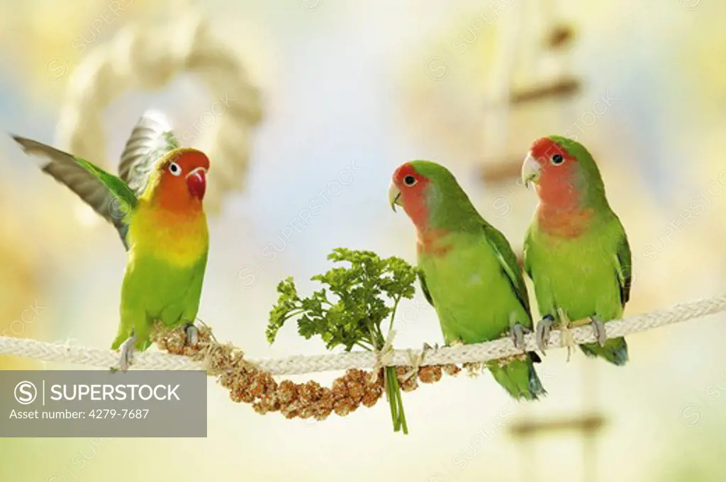 one Fischer's Lovebird and two peach-faced lovebirds on rope with parsley, Agapornis personatus fischeri