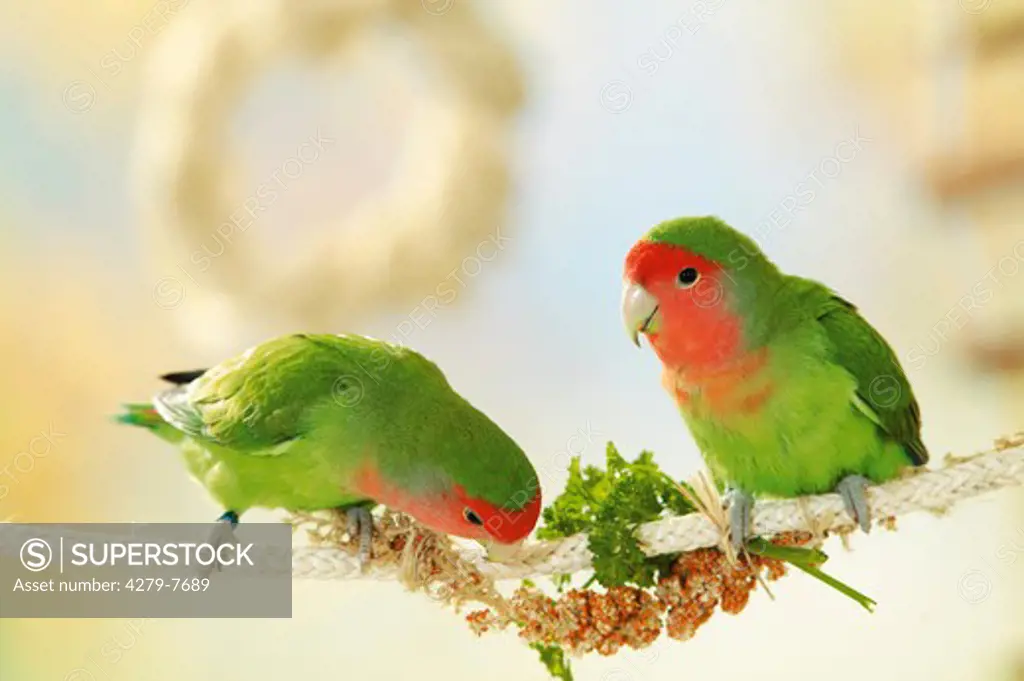 two peach-faced lovebirds on rope with millet and parsley, Agapornis roseicollis