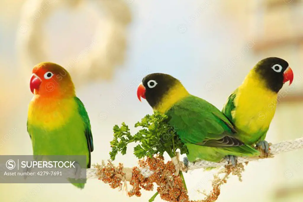 one Fischer's Lovebird and two masked lovebirds on rope with parsley, Agapornis personatus fischeri + Agapornis personatus