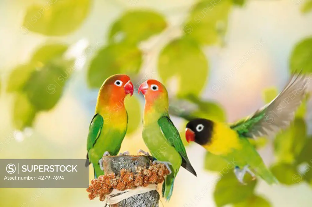 two Fischer's Lovebird and one masked lovebird, Agapornis personatus fischeri