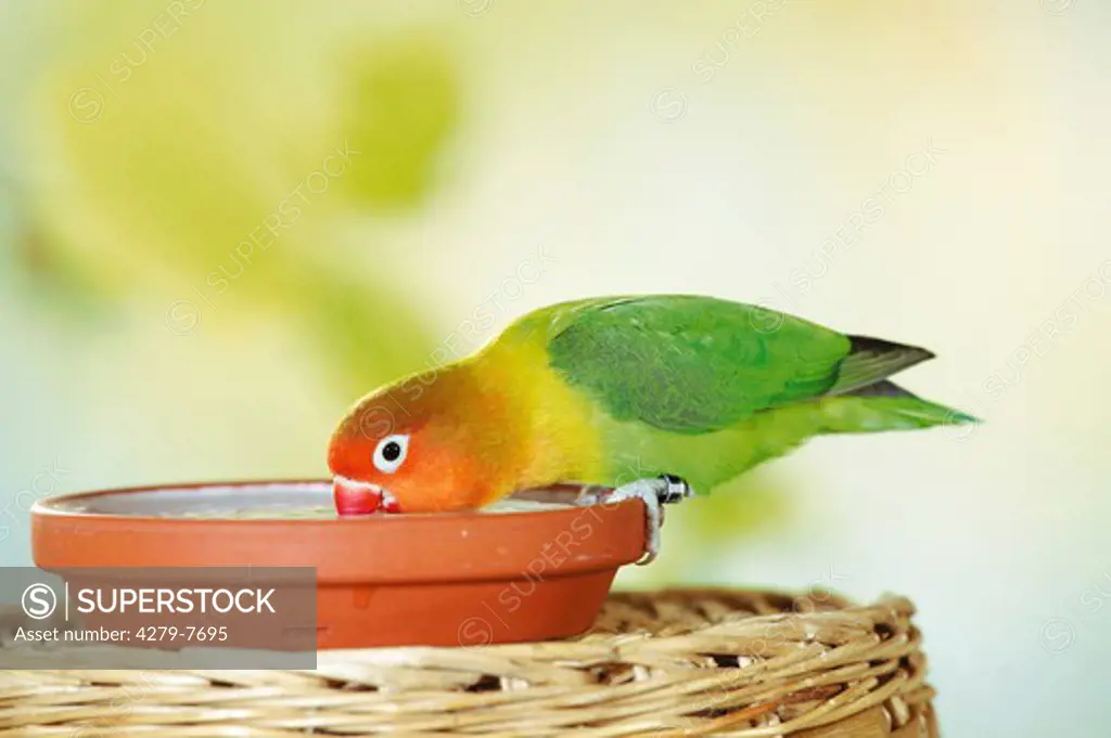 Fischer's Lovebird drinking from a bowl of water, Agapornis personatus fischeri