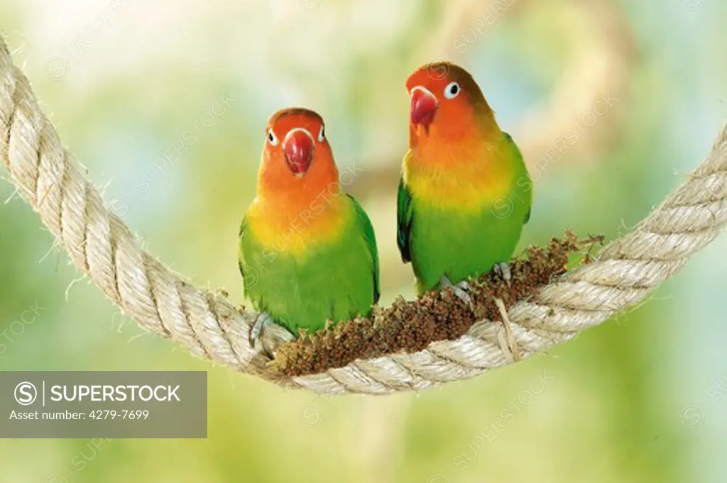 two Fischer's Lovebirds on rope with millet spike, Agapornis personatus fischeri
