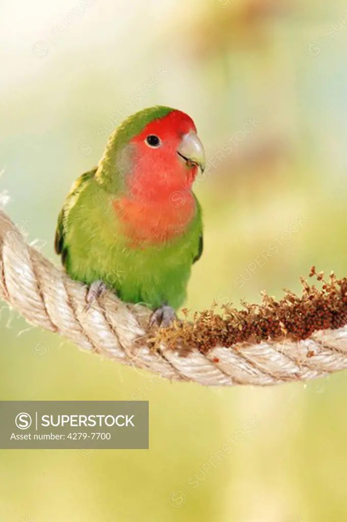 peach-faced lovebird on a rope with millet spike, Agapornis roseicollis