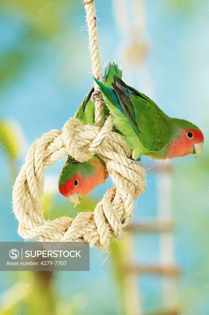 two peach-faced lovebirds at rope , Agapornis roseicollis