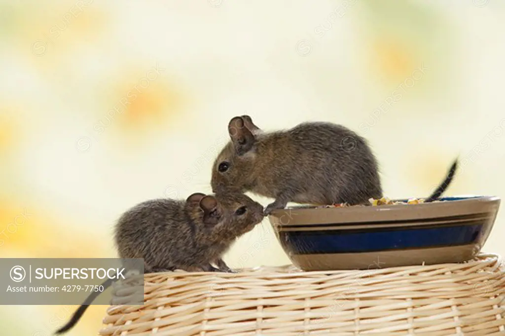 two young degus at feeding dish, octodon spp.