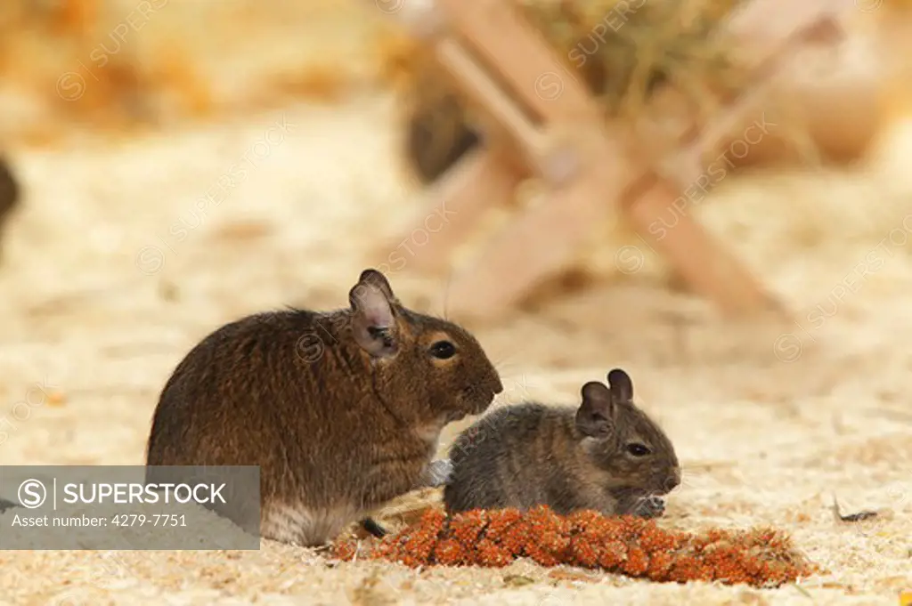 degu with cub at millet spike, octodon spp.