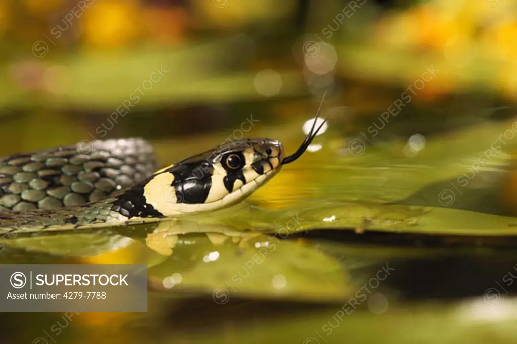 grass snake in water - lambently, Natrix natrix