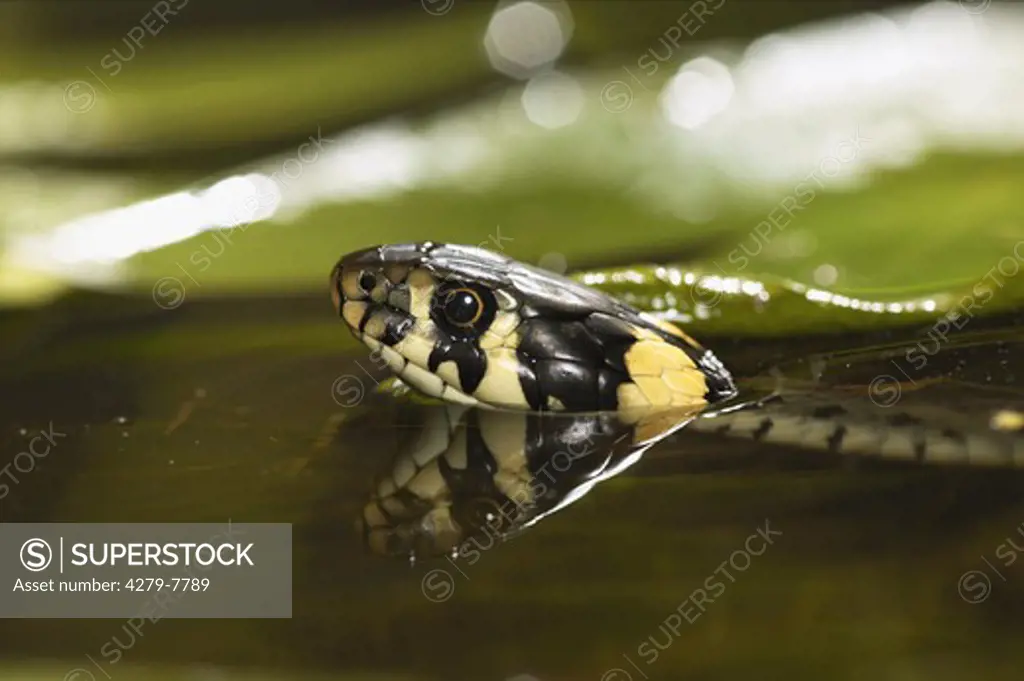 grass snake in water, Natrix natrix